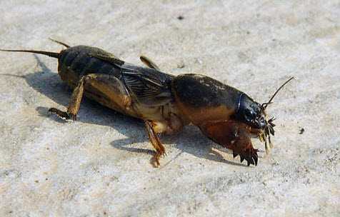 Капустянка заводится в удобренной земле, часто можно встретить насекомое в навозных, перегнойных массах