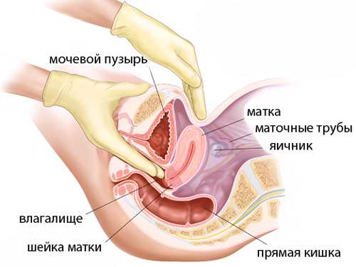 У многих женщин мягкая шейка может еще и укорачи ваться