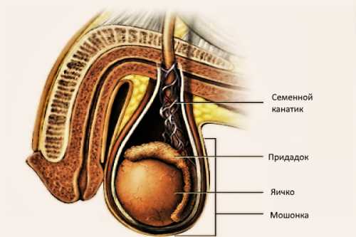 Запущенная форма фуникулита может привести к таким последствиям