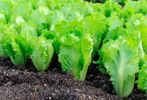 Разнообразие и обилие витаминов, минералов и других полезных веществ присутствующих в листьях салата, делает его незаменимым для всех систем человеческого организма